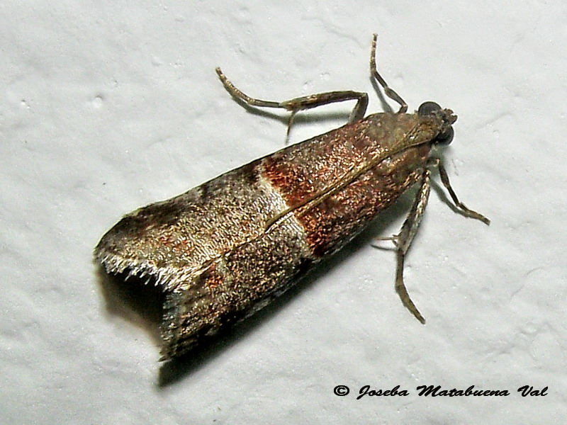 Acrobasis marmorea - Pyralidae